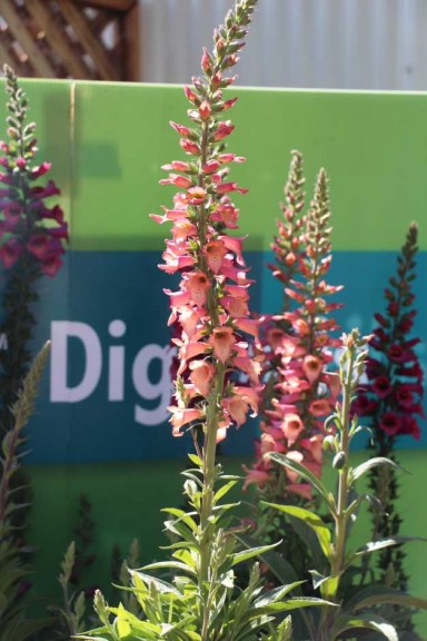 Ball Horticultural Co. CAST 2015 Intros