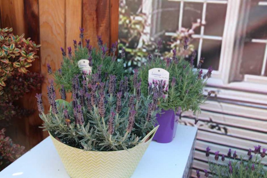 Ball Horticultural Co. CAST 2015 Intros