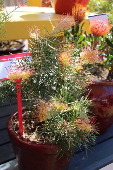 Ball Horticultural Co. CAST 2015 Intros