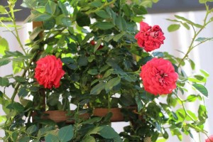 Ball Horticultural Co. CAST 2015 Intros