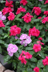 Ball Horticultural Co. CAST 2015 Intros