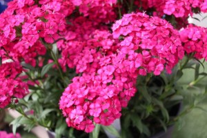 Ball Horticultural Co. CAST 2015 Intros