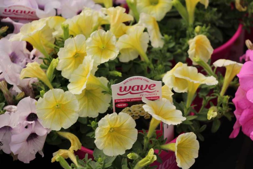 Ball Horticultural Co. CAST 2015 Intros