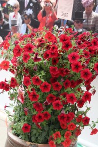 Ball Horticultural Co. CAST 2015 Intros