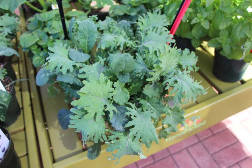 Ball Horticultural Co. CAST 2015 Intros