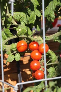 Ball Horticultural Co. CAST 2015 Intros