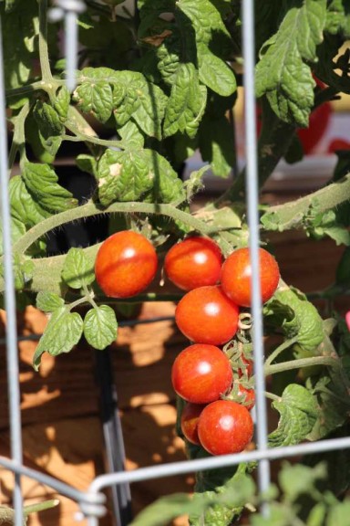 Ball Horticultural Co. CAST 2015 Intros