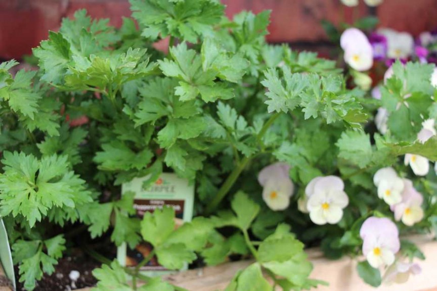 Ball Horticultural Co. CAST 2015 Intros