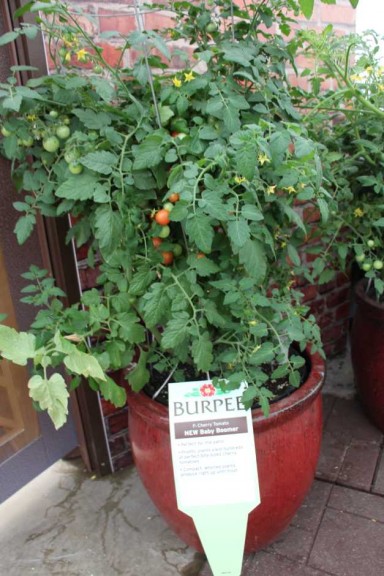 Ball Horticultural Co. CAST 2015 Intros