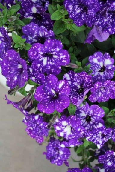 Ball Horticultural Co. CAST 2015 Intros