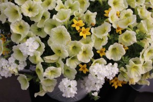 Ball Horticultural Co. CAST 2015 Intros