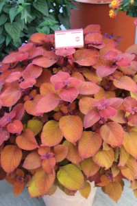 Ball Horticultural Co. CAST 2015 Intros