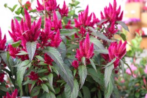 Ball Horticultural Co. CAST 2015 Intros