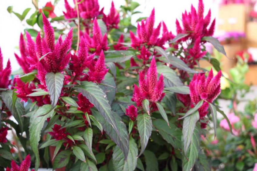 Ball Horticultural Co. CAST 2015 Intros