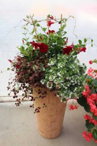 Ball Horticultural Co. CAST 2015 Intros