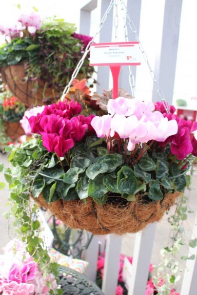 Ball Horticultural Co. CAST 2015 Intros