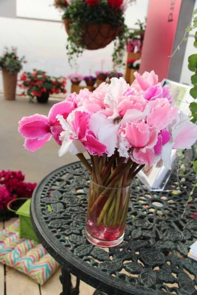 Ball Horticultural Co. CAST 2015 Intros