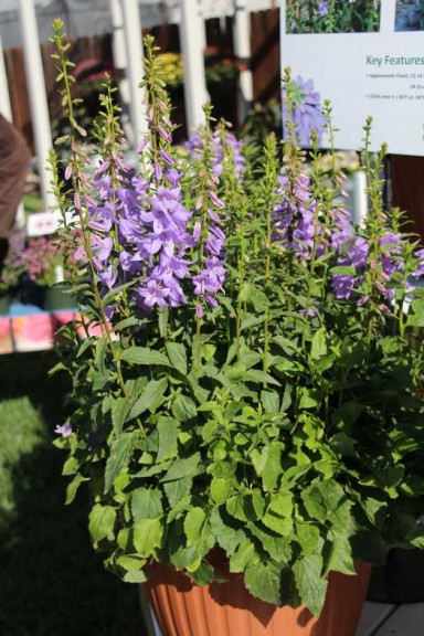 CAST 2015 At GroLink