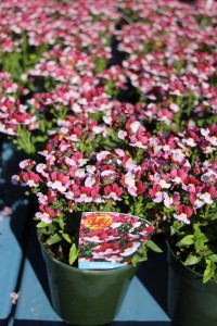 CAST 2015 At GroLink