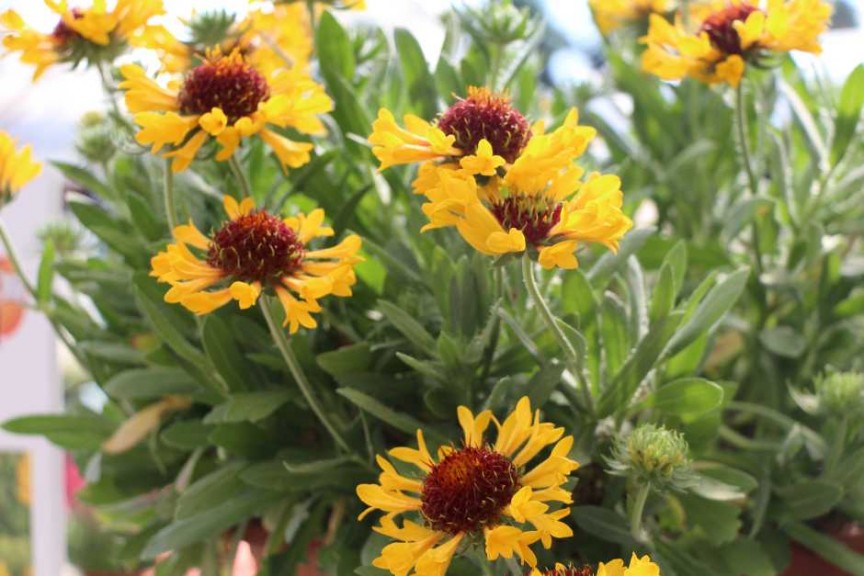 CAST 2015 At GroLink