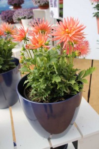 CAST 2015 At GroLink