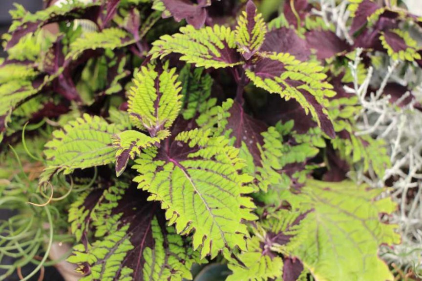 CAST 2015 At GroLink