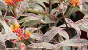Hort Couture Boosts Butterflies With ‘Monarch’s Promise’ And Gediflora Provides Mum Production Secrets