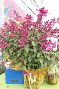 CAST 2015 At GroLink