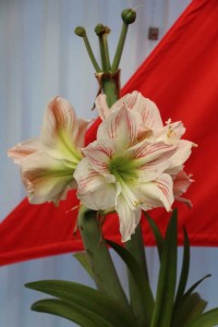 CAST 2015 At GroLink