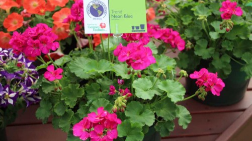 Vivero Internacional Continues To Expand Unrooted Cuttings Production In Mexico