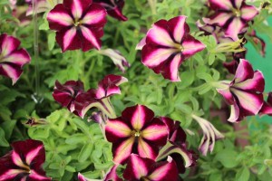 Westhoff_Crazytunias_from Vivero International