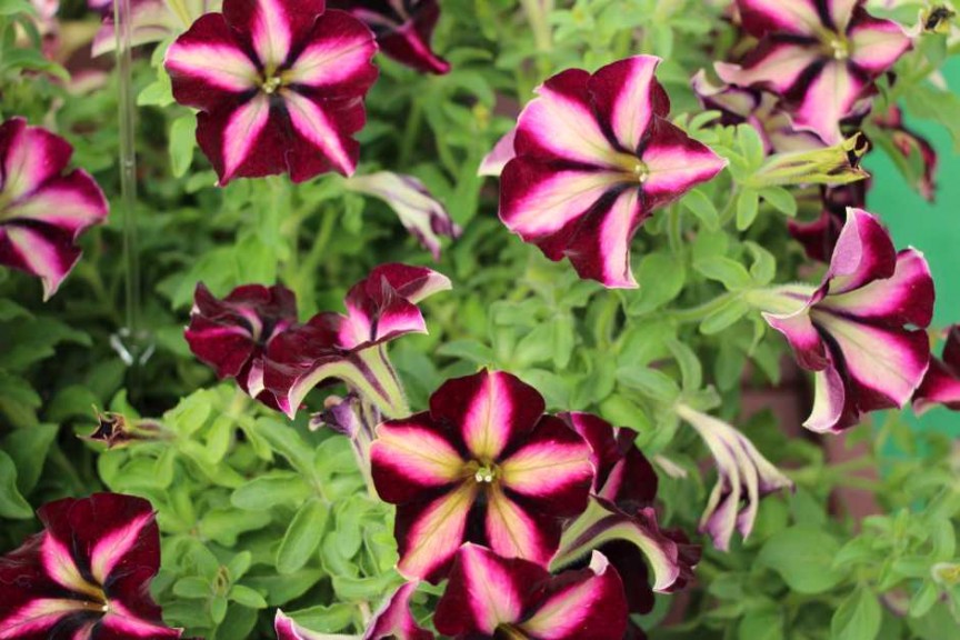 Westhoff_Crazytunias_from Vivero International