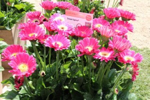 CAST 2015 At GroLink