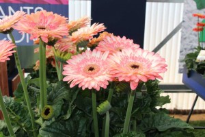 CAST 2015 At GroLink