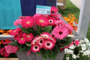 CAST 2015 At GroLink