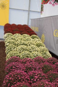 CAST 2015 At GroLink