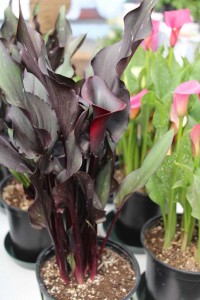 CAST 2015 At GroLink