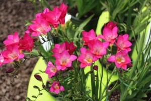 CAST 2015 At GroLink