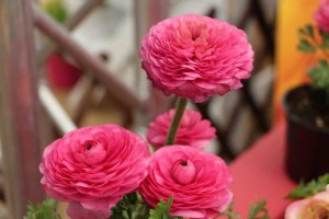 CAST 2015 At GroLink