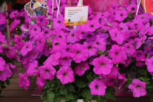 CAST 2015 At GroLink