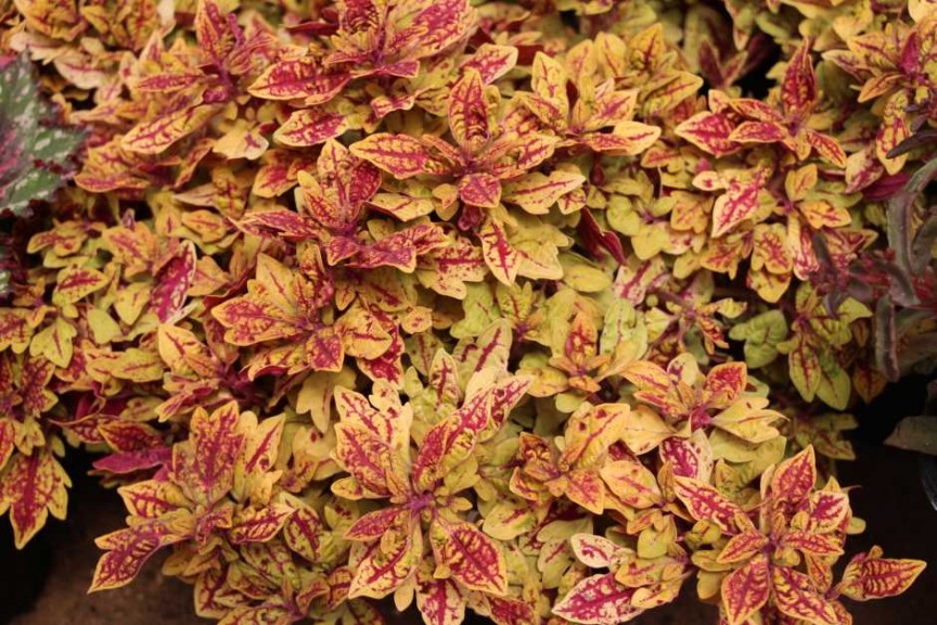 Terra Nova Nurseries 2015 Intros