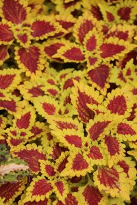 Terra Nova Nurseries 2015 Intros