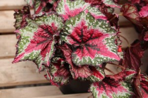 Terra Nova Nurseries 2015 Intros