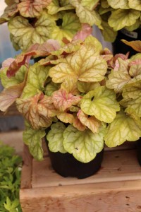 Terra Nova Nurseries 2015 Intros