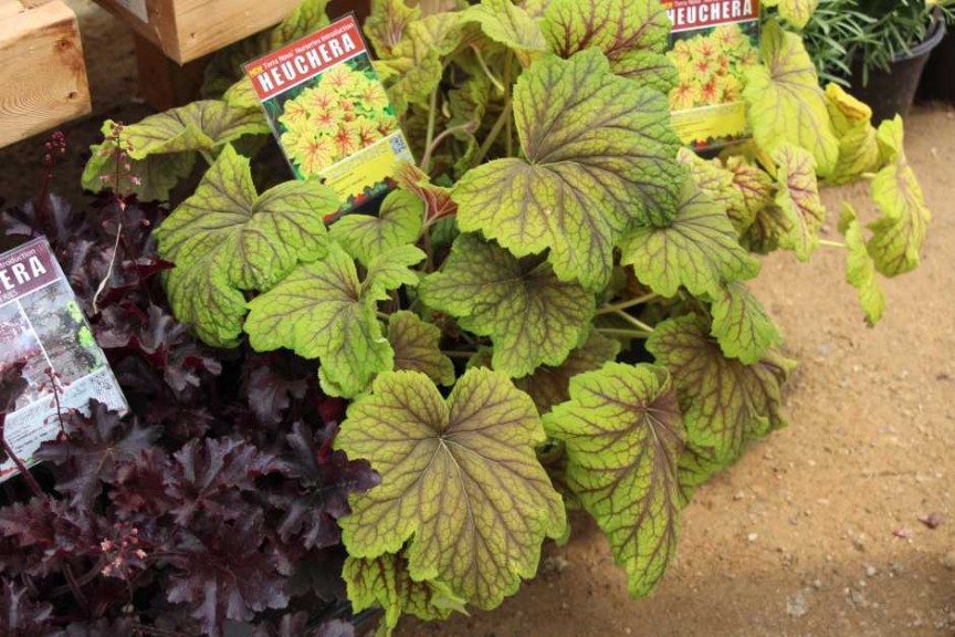 Terra Nova Nurseries 2015 Intros