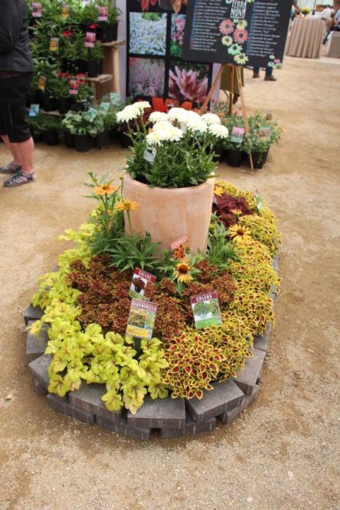 Terra Nova Nurseries 2015 Intros