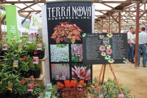 Terra Nova Nurseries 2015 Intros