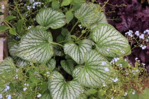 Terra Nova Nurseries 2015 Intros