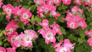 Kientzler Makes First Independent Display At Spring Trials, And Terra Nova Nurseries Promotes Naturally Compact Plants