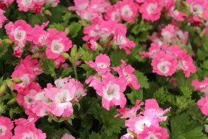 PAC-Elsner CAST 2015